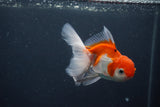 Juvenile Thai Oranda  Red White 4 Inch (ID#1015To13b-90) Free2Day SHIPPING