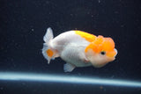 Juvenile Lionchu  Red White 3 Inch (ID#1227R11a-8) Free2Day SHIPPING