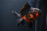 Thai Oranda  Red Black 5.5 Inch (ID#408T6b-112)