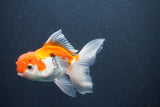 Juvenile Thai Oranda  Red White 4 Inch (ID#1015To13b-90) Free2Day SHIPPING