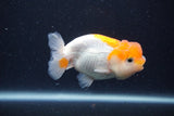 Juvenile Lionchu  Red White 3 Inch (ID#1227R11a-8) Free2Day SHIPPING