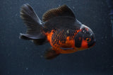 Thai Oranda  Red Black 5.5 Inch (ID#408T6b-112)