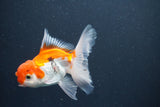 Juvenile Thai Oranda  Red White 4 Inch (ID#1015To13b-90) Free2Day SHIPPING