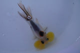 Bubble Eye  Calico 4 Inch (ID#304Be12c-92) Free2Day SHIPPING