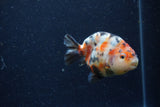 Juvenile Ranchu  Calico 3 Inch (ID#1220R9b-50) Free2Day SHIPPING