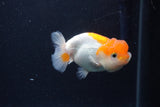 Juvenile Lionchu  Red White 3 Inch (ID#1227R11a-8) Free2Day SHIPPING