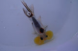 Bubble Eye  Calico 4 Inch (ID#304Be12c-92) Free2Day SHIPPING