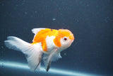 Juvenile Thai Oranda  Red White 4 Inch (ID#1015To13b-90) Free2Day SHIPPING