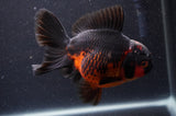 Thai Oranda  Red Black 5.5 Inch (ID#408T6b-112)