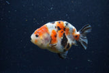 Juvenile Ranchu  Calico 3 Inch (ID#1220R9b-50) Free2Day SHIPPING