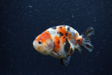 Juvenile Ranchu  Calico 3 Inch (ID#1220R9b-50) Free2Day SHIPPING