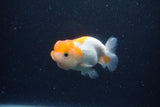 Juvenile Lionchu  Red White 3 Inch (ID#1227R11a-8) Free2Day SHIPPING