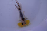 Bubble Eye  Calico 4 Inch (ID#304Be12c-92) Free2Day SHIPPING