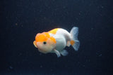 Juvenile Lionchu  Red White 3 Inch (ID#1227R11a-8) Free2Day SHIPPING