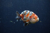 Juvenile Ranchu  Calico 3 Inch (ID#1220R9b-50) Free2Day SHIPPING