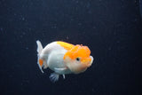 Juvenile Lionchu  Red White 3 Inch (ID#1227R11a-8) Free2Day SHIPPING