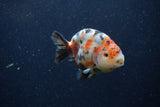 Juvenile Ranchu  Calico 3 Inch (ID#1220R9b-50) Free2Day SHIPPING