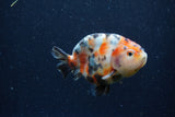 Juvenile Ranchu  Calico 3 Inch (ID#1220R9b-50) Free2Day SHIPPING