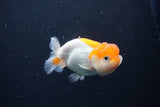 Juvenile Lionchu  Red White 3 Inch (ID#1227R11a-8) Free2Day SHIPPING