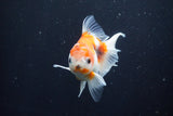 Thai Oranda  Sakura 3.5 Inch (ID#1004ToPTA-41) Free2Day SHIPPING