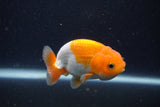 Juvenile Lionchu  Red White 3 Inch (ID#1227R11a-9) Free2Day SHIPPING