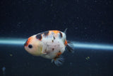 Juvenile Ranchu  Calico 3.5 Inch (ID#1220R9b-51) Free2Day SHIPPING