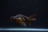 Bubble Eye  Black 3.5 Inch (ID#304Be12c-93) Free2Day SHIPPING