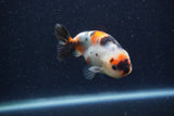 Juvenile Ranchu  Calico 3.5 Inch (ID#1220R9b-51) Free2Day SHIPPING