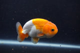 Juvenile Lionchu  Red White 3 Inch (ID#1227R11a-9) Free2Day SHIPPING