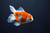 Thai Oranda  Sakura 3.5 Inch (ID#1004ToPTA-41) Free2Day SHIPPING