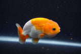 Juvenile Lionchu  Red White 3 Inch (ID#1227R11a-9) Free2Day SHIPPING