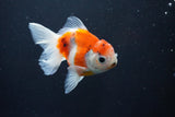 Thai Oranda  Sakura 3.5 Inch (ID#1004ToPTA-41) Free2Day SHIPPING