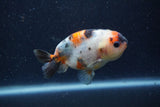 Juvenile Ranchu  Calico 3.5 Inch (ID#1220R9b-51) Free2Day SHIPPING