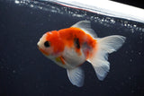 Thai Oranda  Sakura 3.5 Inch (ID#1004ToPTA-41) Free2Day SHIPPING