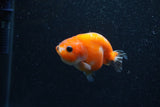 Baby Ranchu  Sakura 2.5 Inch (ID#1206R9c-47) Free2Day SHIPPING