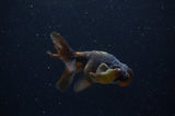 Bubble Eye  Black 3.5 Inch (ID#304Be12c-93) Free2Day SHIPPING