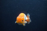 Juvenile Lionchu  Red White 3 Inch (ID#1227R11a-9) Free2Day SHIPPING