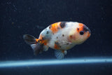 Juvenile Ranchu  Calico 3.5 Inch (ID#1220R9b-51) Free2Day SHIPPING