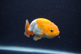 Juvenile Lionchu  Red White 3 Inch (ID#1227R11a-9) Free2Day SHIPPING