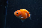 Baby Ranchu  Sakura 2.5 Inch (ID#1206R9c-47) Free2Day SHIPPING