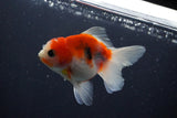 Thai Oranda  Sakura 3.5 Inch (ID#1004ToPTA-41) Free2Day SHIPPING