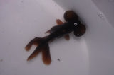 Bubble Eye  Black 3.5 Inch (ID#304Be12c-93) Free2Day SHIPPING