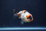 Juvenile Ranchu  Calico 3.5 Inch (ID#1220R9b-51) Free2Day SHIPPING