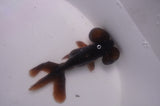 Bubble Eye  Black 3.5 Inch (ID#304Be12c-93) Free2Day SHIPPING