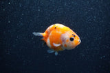 Baby Ranchu  Sakura 2.5 Inch (ID#1206R9c-47) Free2Day SHIPPING