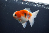 Thai Oranda  Sakura 3.5 Inch (ID#1004ToPTA-41) Free2Day SHIPPING