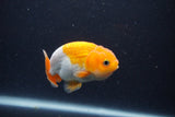 Juvenile Lionchu  Red White 3 Inch (ID#1227R11a-9) Free2Day SHIPPING