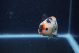 Juvenile Ranchu  Calico 3.5 Inch (ID#1220R9b-51) Free2Day SHIPPING