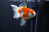 Thai Oranda  Sakura 3.5 Inch (ID#1004ToPTA-41) Free2Day SHIPPING