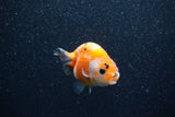 Baby Ranchu  Sakura 2.5 Inch (ID#1206R9c-47) Free2Day SHIPPING